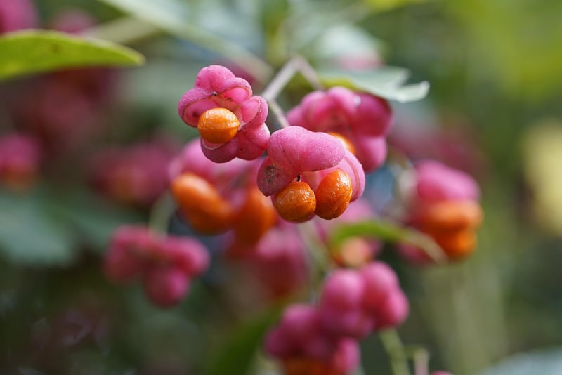 Seasonal Produce